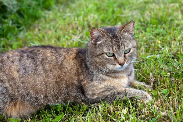 Gray female cat relaxing in the mowed grass — Stock Photo, Image