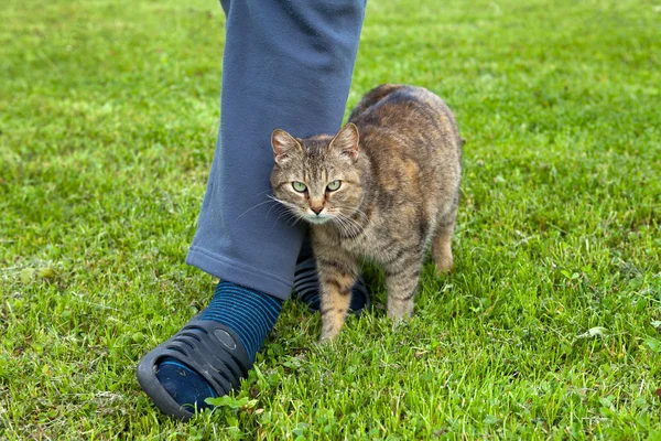 Gray cat rubbing against female leg — Stock Photo, Image