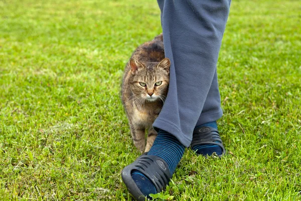 Gray cat rubbing against female leg — Stock Photo, Image