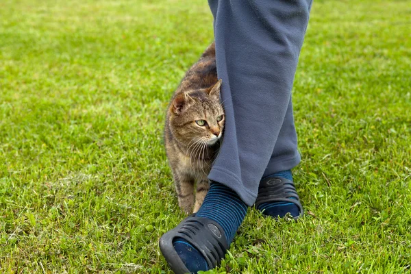 Gray cat rubbing against woman's leg — Stock Photo, Image