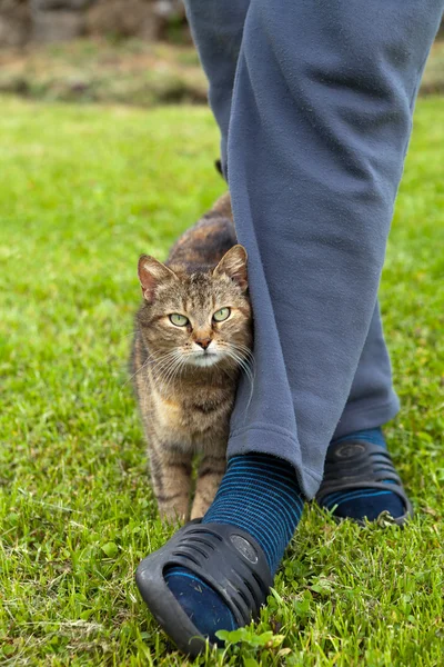Gray cat rubbing against female leg — Stock Photo, Image
