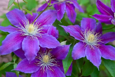 Akasma çiçek yeşil arka plan üzerinde