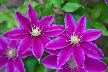 Clematis flowers over green background clipart