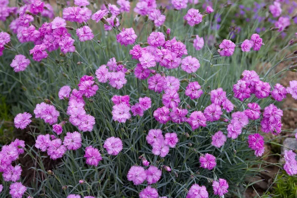 Pink carnations in the garden — Stock Photo, Image