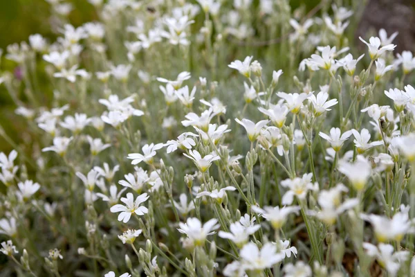 Flores brancas com dof raso — Fotografia de Stock