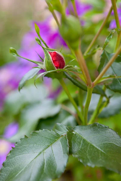 Brote de rosa en el jardín —  Fotos de Stock