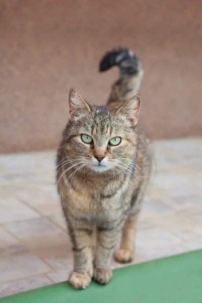 Gray cat with beautiful green eyes — Stock Photo, Image