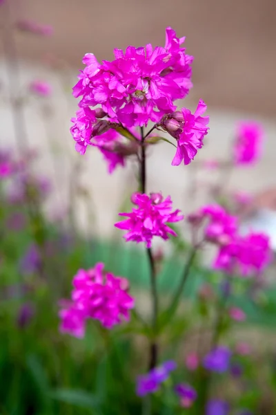 Fiore rosa con attenzione superficiale — Foto Stock