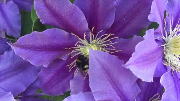 Flor de clematis púrpura — Vídeo de stock