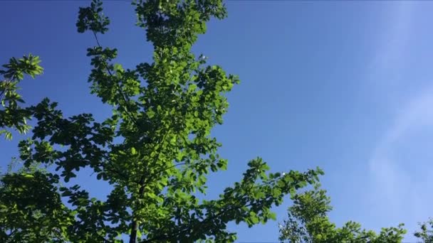 Δέντρο κατά του γαλάζιου ουρανού — Αρχείο Βίντεο