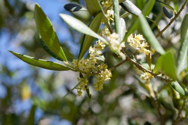 Zeytin ağacı çiçek