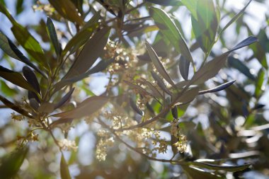 Zeytin ağacı çiçek