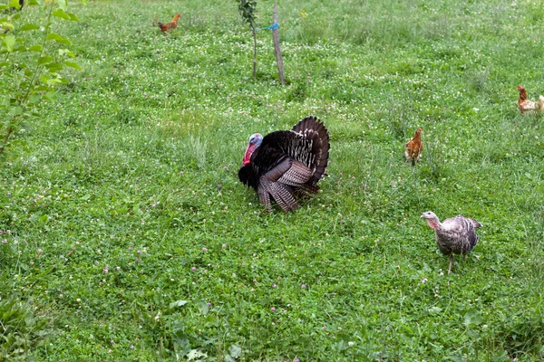 Black turkey in the countryside — Stock Photo, Image