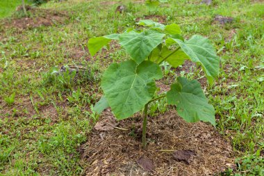 Genç paulownia ağacı