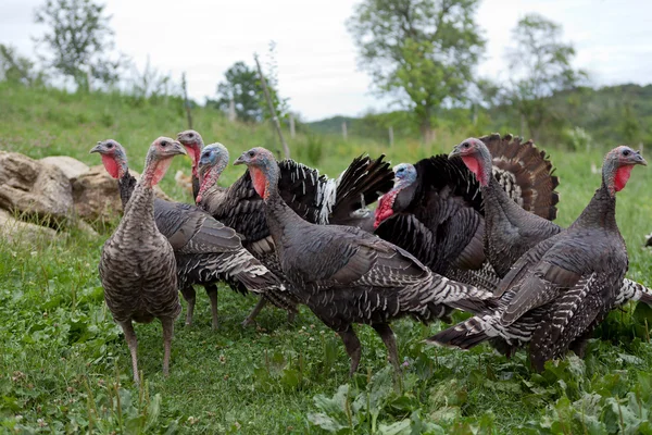 Black turkeys on the farm — Stock Photo, Image