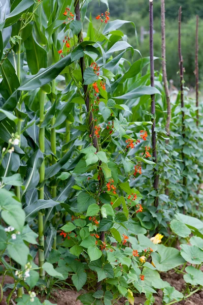 Feijões de rim florescendo vermelho brilhante no jardim — Fotografia de Stock
