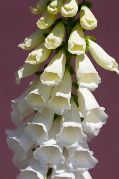 Zavřít pohled bílý květ náprstník (Digitalis lanata). — Stock fotografie