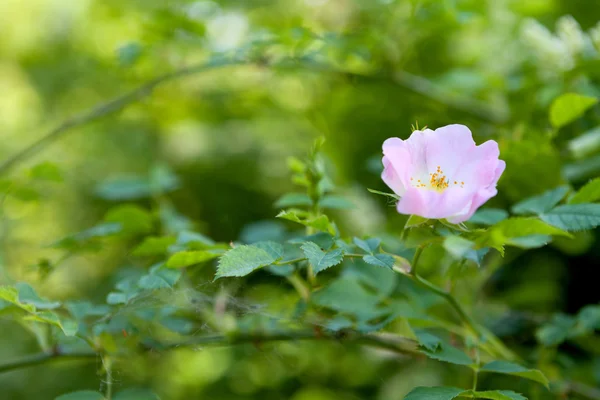 Zbliżenie na Dzika róża (Rosa Canina) — Zdjęcie stockowe