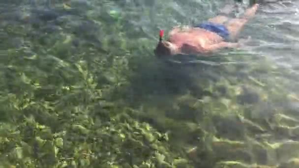 Snorkeler looking for sea shells — Stock Video