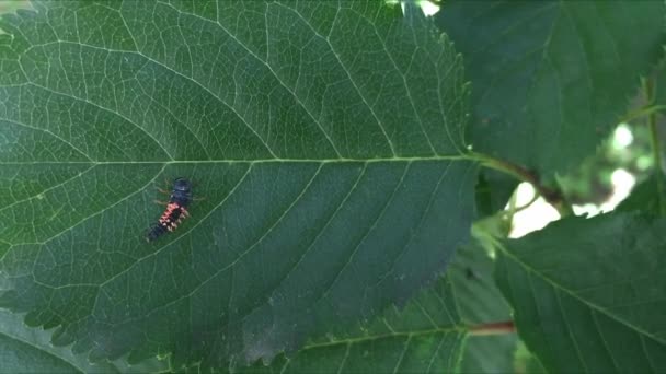 Larves de coccinelle sur une feuille de cerisier 