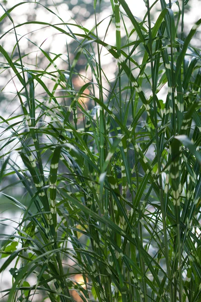 Bulrush junto al lago — Foto de Stock