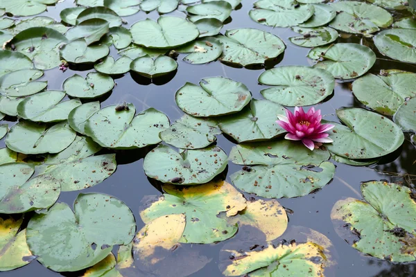 Purple water lilly — Stock Photo, Image