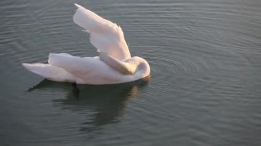 Gölde yüzen kuğu.