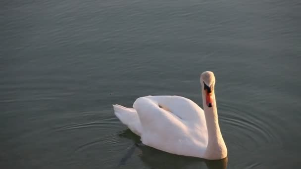 Zwaan zwemmen in het meer — Stockvideo