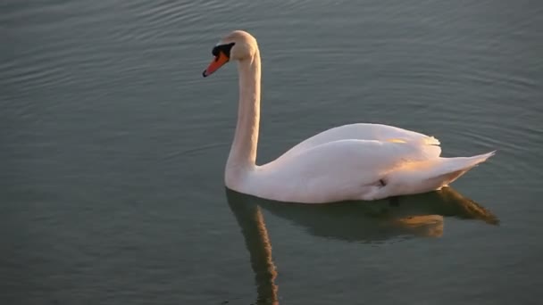 Cisne nadando en el lago — Vídeo de stock