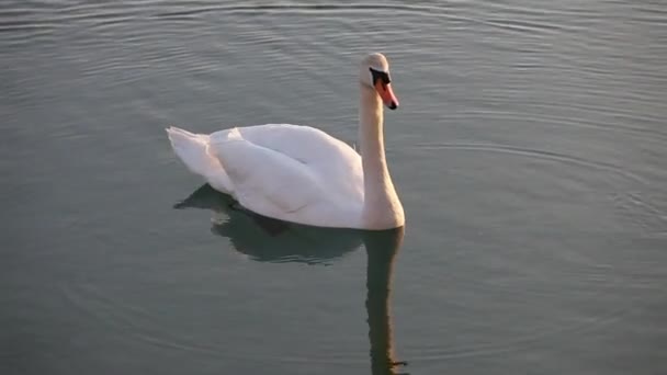 Cisne nadando en el lago — Vídeos de Stock