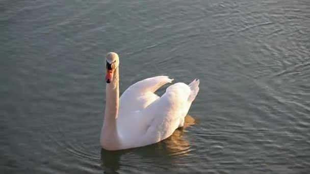 Лебідь плаває в озері — стокове відео