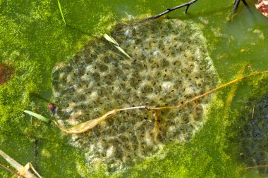 Frogspawn Bahar adlı bir havuzda