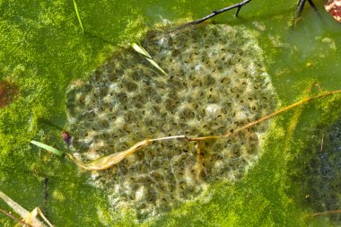 Frogspawn in a pond at springtime clipart