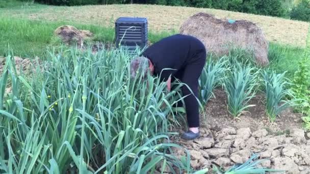 Женщина собирает лук-порей в саду — стоковое видео