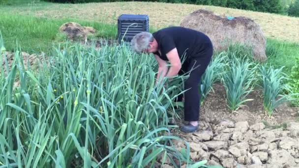 Frau pflückt Lauch im Garten — Stockvideo