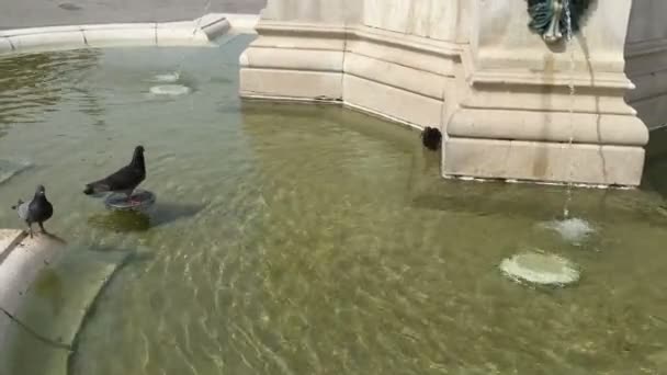 Verspielte Tauben im Springbrunnen — Stockvideo