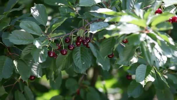 Ripe cherries are ready for picking — Stock Video