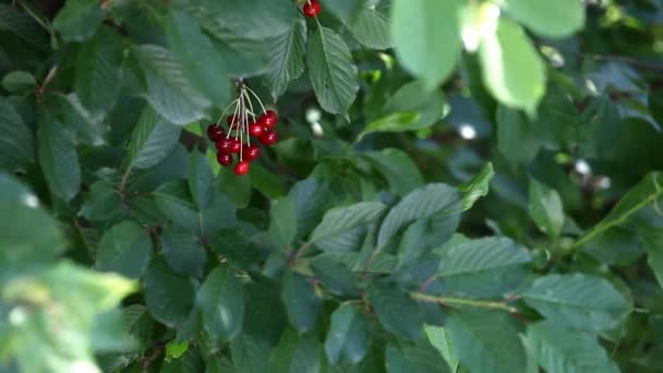 Ripe cherries cluster — Stock Video