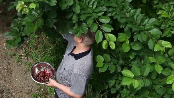 Hombre recogiendo cerezas del árbol — Vídeos de Stock