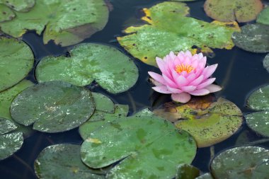 Water lilly infested with pest