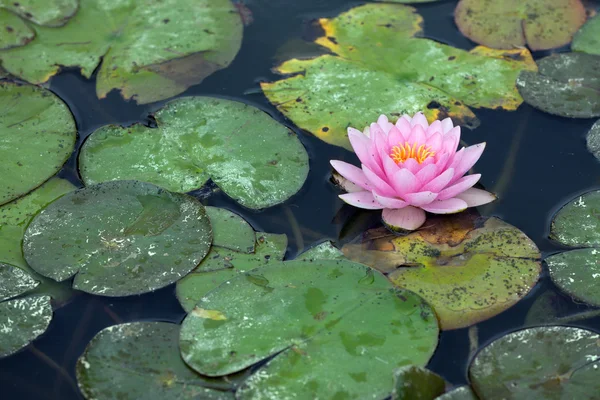 Water lilly infested with pest — Stock Photo, Image