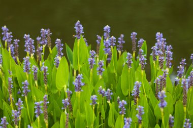 Violet blue Pontederia flowers growing by the lake