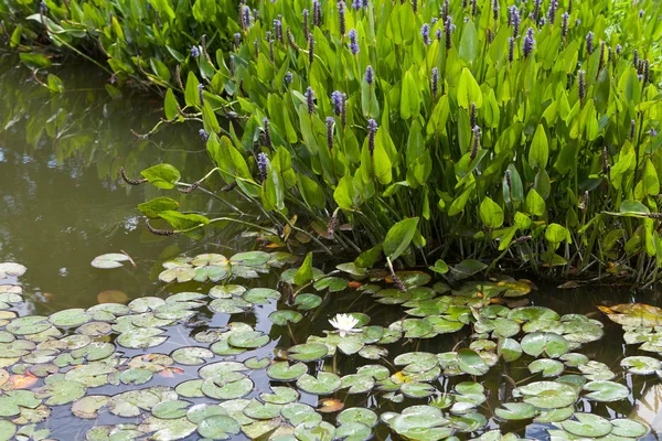 Violet blue Pontederia plant growing in the pond. — Stock Photo, Image