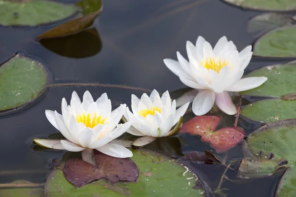 White waterlilies — Stock Photo, Image