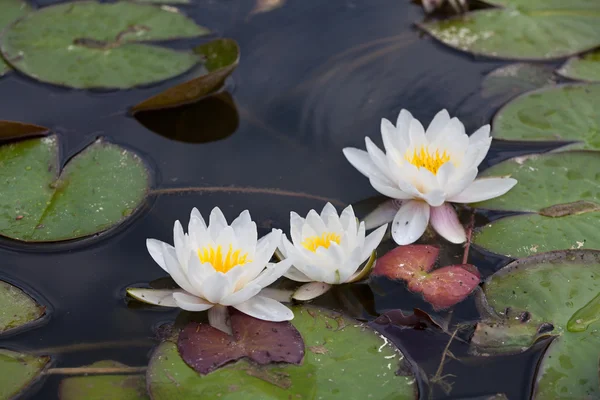 Violet blue Pontederia plant growing in the pond. — Stock Photo, Image