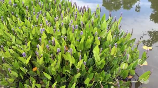 Planta azul violeta Pontederia crescendo na lagoa . — Vídeo de Stock