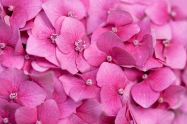 Pembe ortanca. Yakın plan.