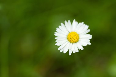 Daisy flower on a dark-green lawn background, shallow focus