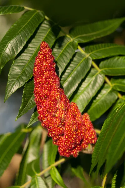 Red flower of the staghorn sumac — Stock Photo, Image
