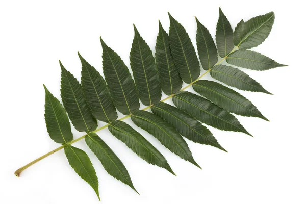 Sumach-Blätter auf weißem Grund — Stockfoto